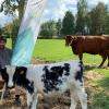 Kinderboerderij Mikerf rookvrij
